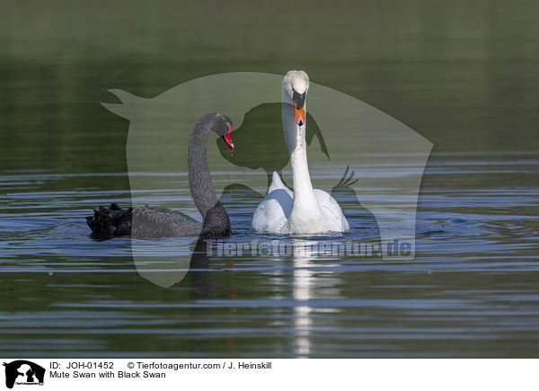 Mute Swan with Black Swan / JOH-01452