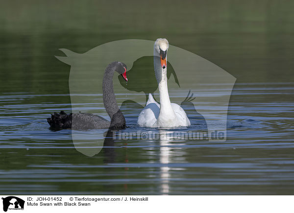 Hckerschwan mit Trauerschwan / Mute Swan with Black Swan / JOH-01452