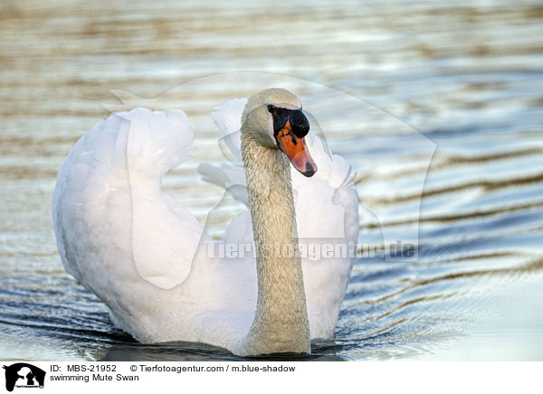 schwimmender Hckerschwan / swimming Mute Swan / MBS-21952