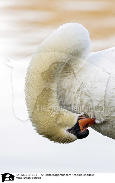 Hckerschwan Portrait / Mute Swan portrait / MBS-21991