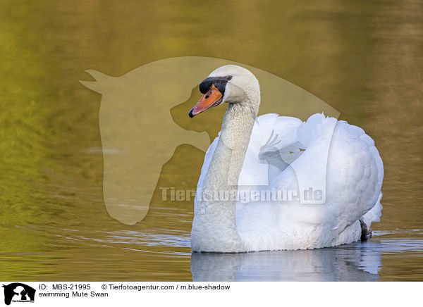schwimmender Hckerschwan / swimming Mute Swan / MBS-21995