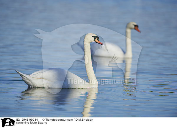 swimming Mute Swans / DMS-09234