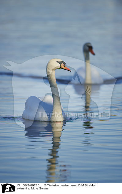 swimming Mute Swans / DMS-09235