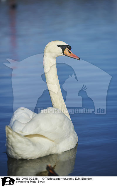 swimming Mute Swan / DMS-09238