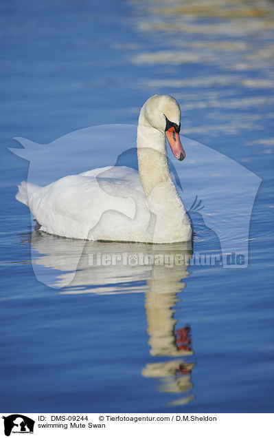 swimming Mute Swan / DMS-09244