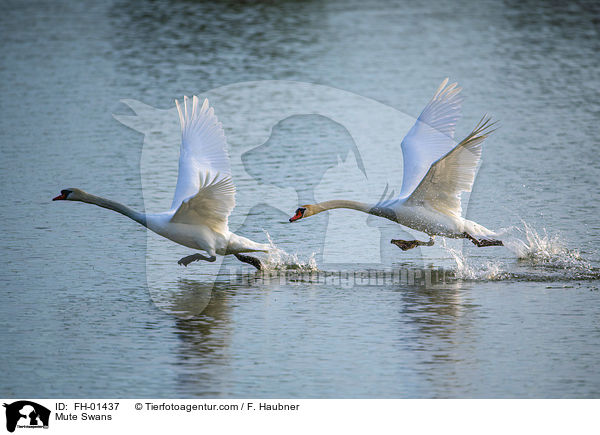 Mute Swans / FH-01437