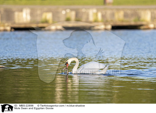 Hckerschwan und Nilgans / Mute Swan and Egyptian Goose / MBS-22898