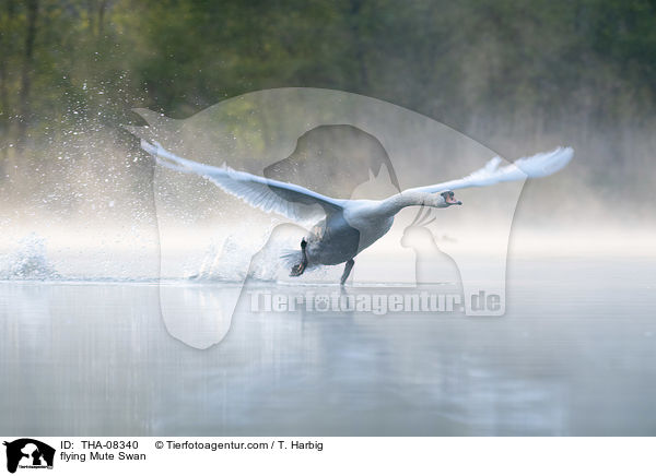 flying Mute Swan / THA-08340