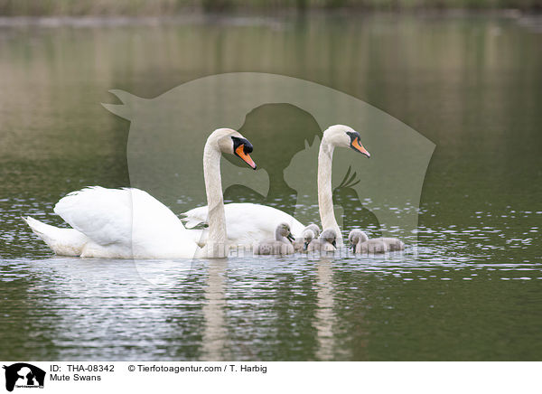 Hckerschwne / Mute Swans / THA-08342