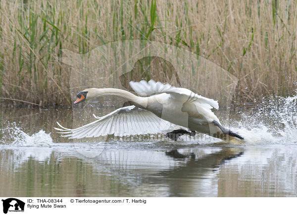 flying Mute Swan / THA-08344