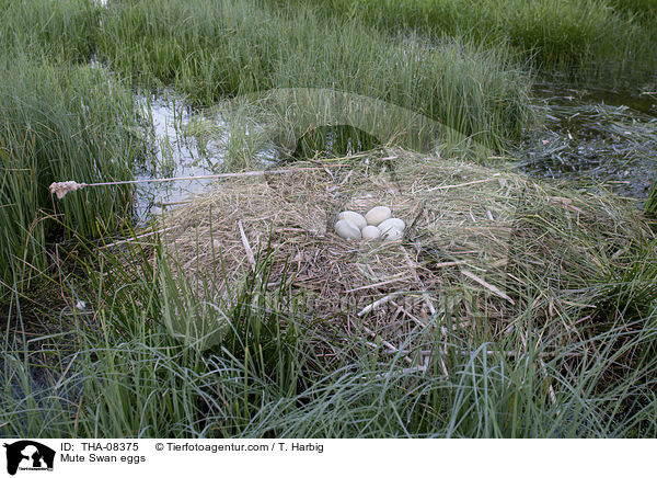 Hckerschwan Gelege / Mute Swan eggs / THA-08375