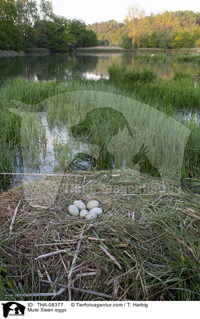 Hckerschwan Gelege / Mute Swan eggs / THA-08377