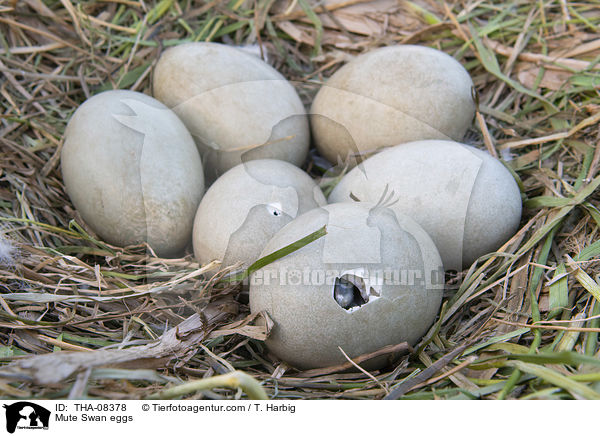 Hckerschwan Gelege / Mute Swan eggs / THA-08378
