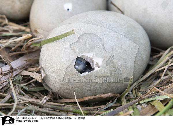 Hckerschwan Gelege / Mute Swan eggs / THA-08379
