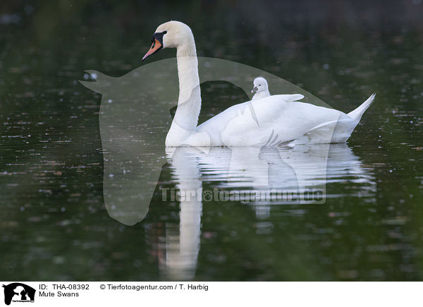 Mute Swans / THA-08392