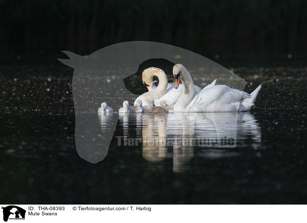 Mute Swans / THA-08393