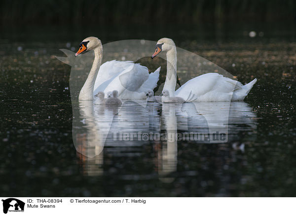 Mute Swans / THA-08394