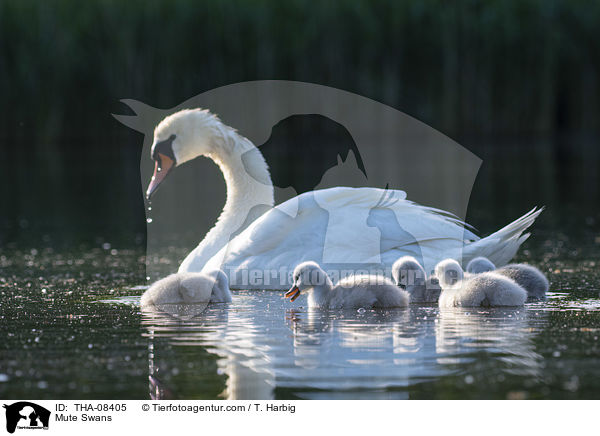 Hckerschwne / Mute Swans / THA-08405