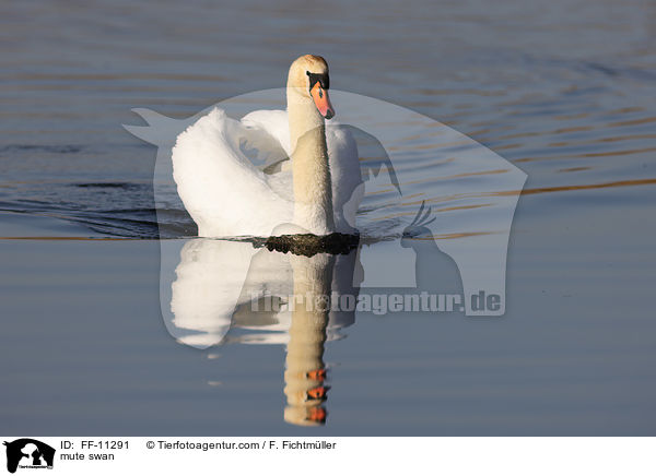 Hckerschwan / mute swan / FF-11291