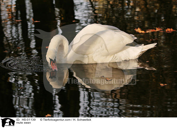 Hckerschwan / mute swan / HS-01139
