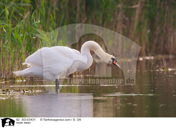 Hckerschwan / mute swan / SO-03431