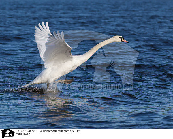 Hckerschwan / mute swan / SO-03568