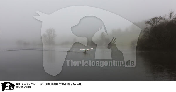 Hckerschwan / mute swan / SO-03763