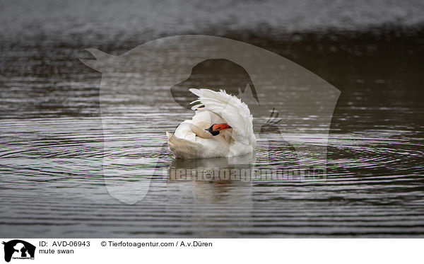 mute swan / AVD-06943