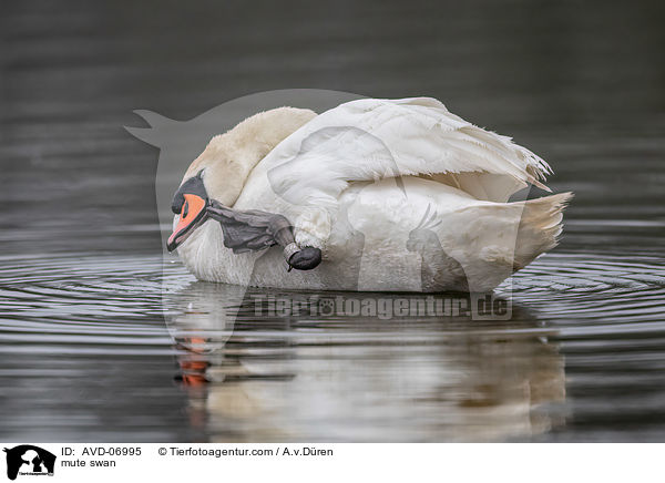 Hckerschwan / mute swan / AVD-06995