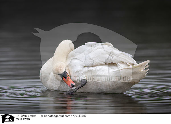 mute swan / AVD-06996