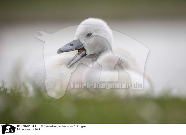 Mute swan chick / SI-01541
