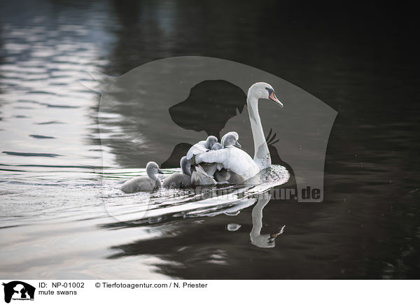 Hckerschwne / mute swans / NP-01002