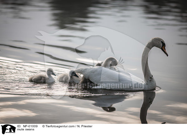 Hckerschwne / mute swans / NP-01009