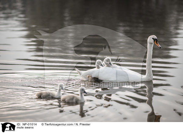 Hckerschwne / mute swans / NP-01014