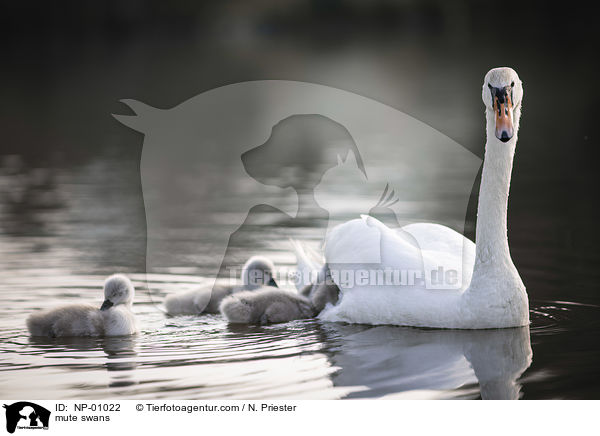 mute swans / NP-01022