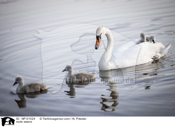 mute swans / NP-01024