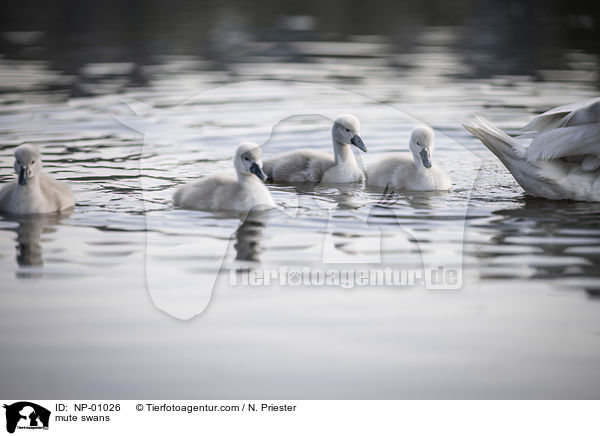 Hckerschwne / mute swans / NP-01026