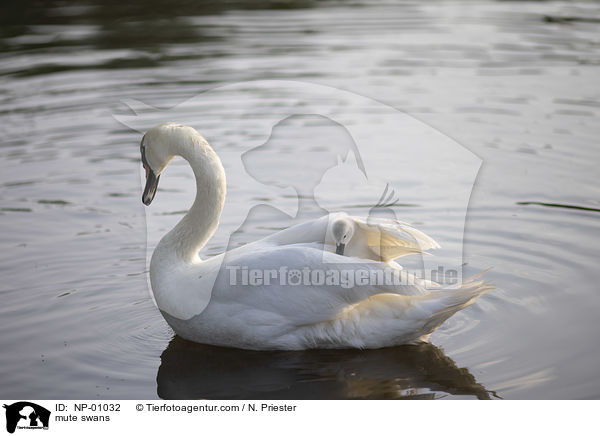 Hckerschwne / mute swans / NP-01032
