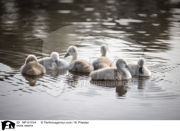 Hckerschwne / mute swans / NP-01034