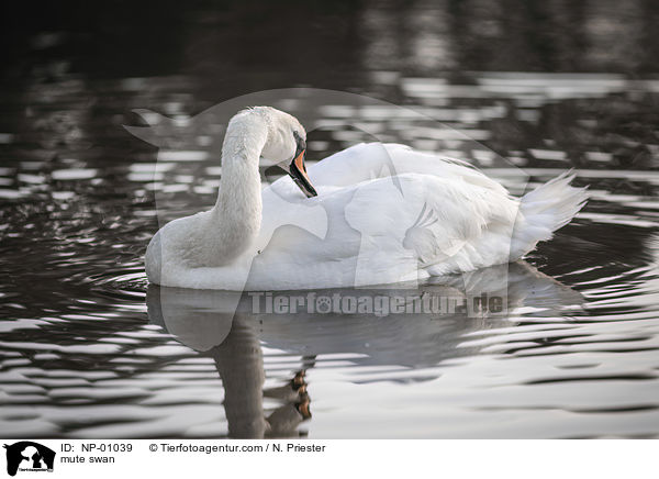 Hckerschwan / mute swan / NP-01039