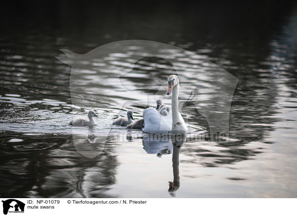 mute swans / NP-01079