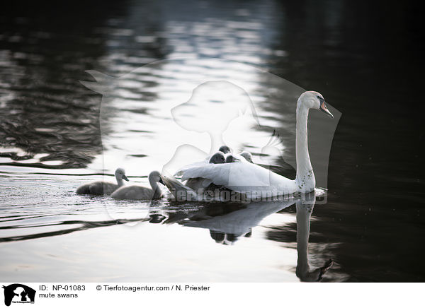 Hckerschwne / mute swans / NP-01083