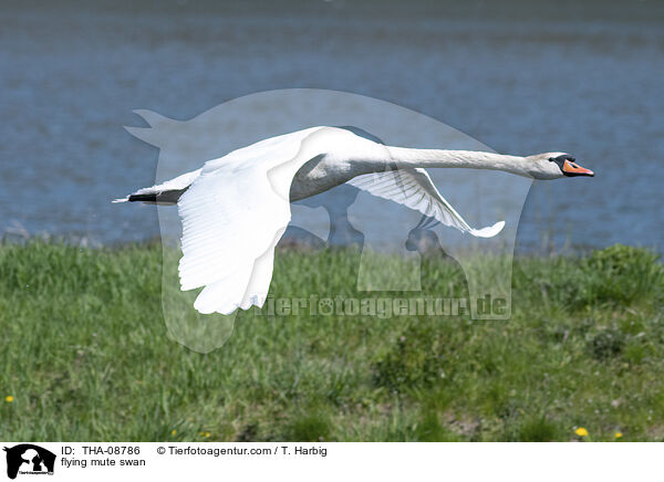 flying mute swan / THA-08786