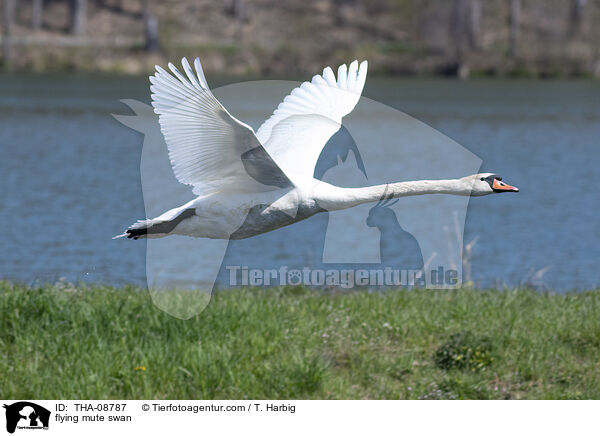 flying mute swan / THA-08787