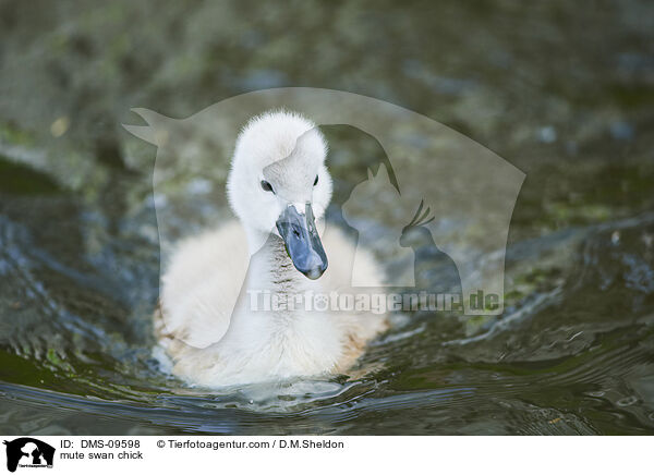 Hckerschwan Kken / mute swan chick / DMS-09598