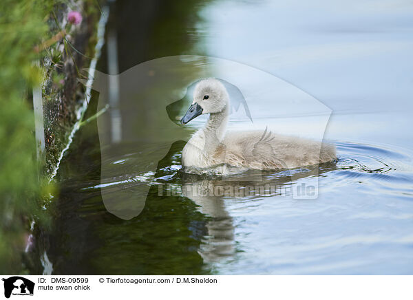 mute swan chick / DMS-09599