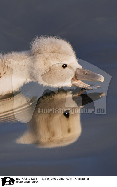 Hckerschwan Kken / mute swan chick / KAB-01258