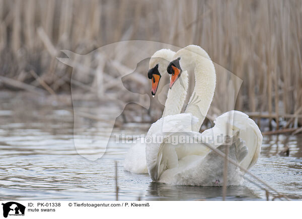 Hckerschwne / mute swans / PK-01338