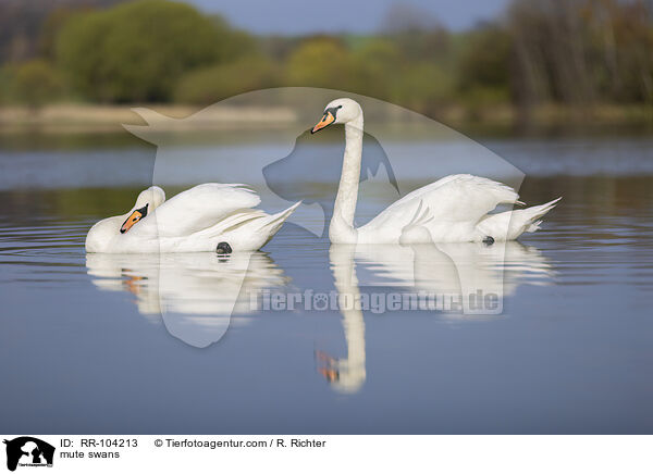 mute swans / RR-104213