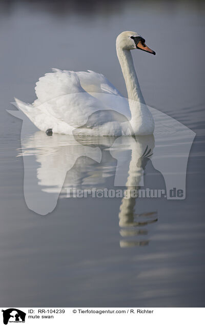 mute swan / RR-104239